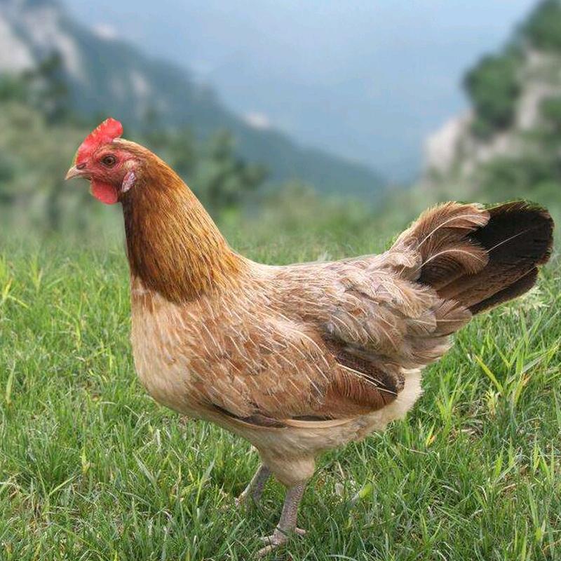 沃北农产品批发（老兵店）