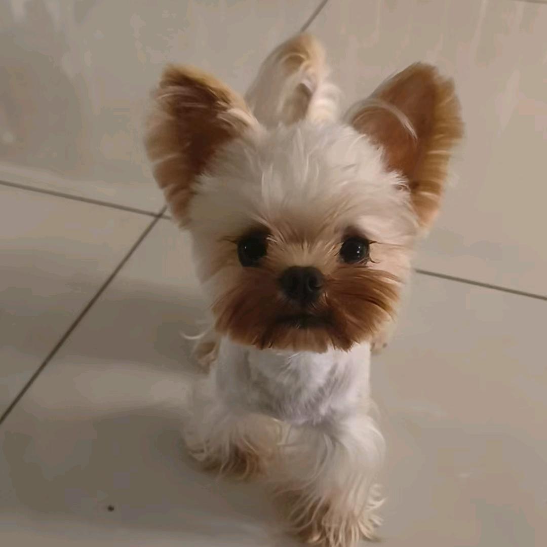 马小静