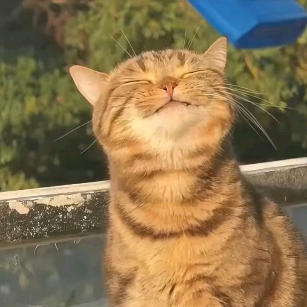 小杨