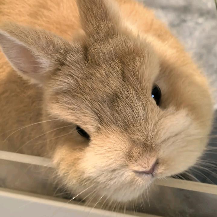摆摊卖面包