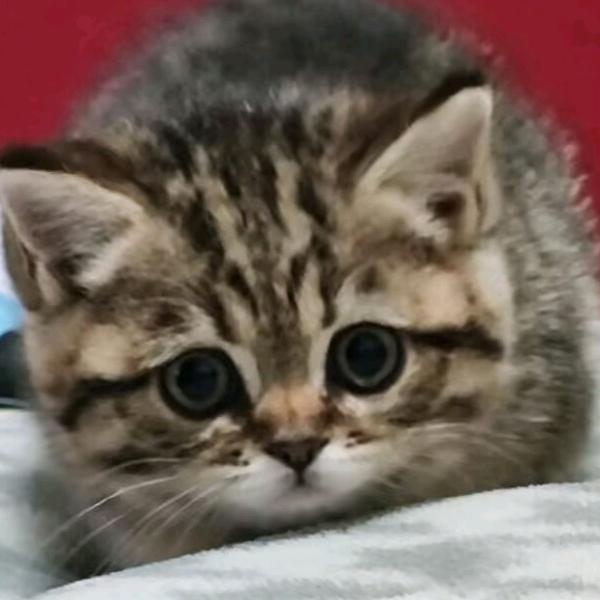 金角银角