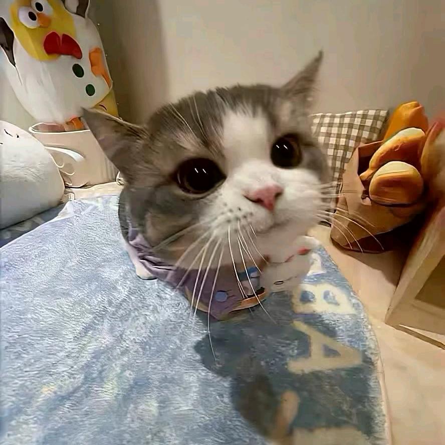 kt小猫yyy.