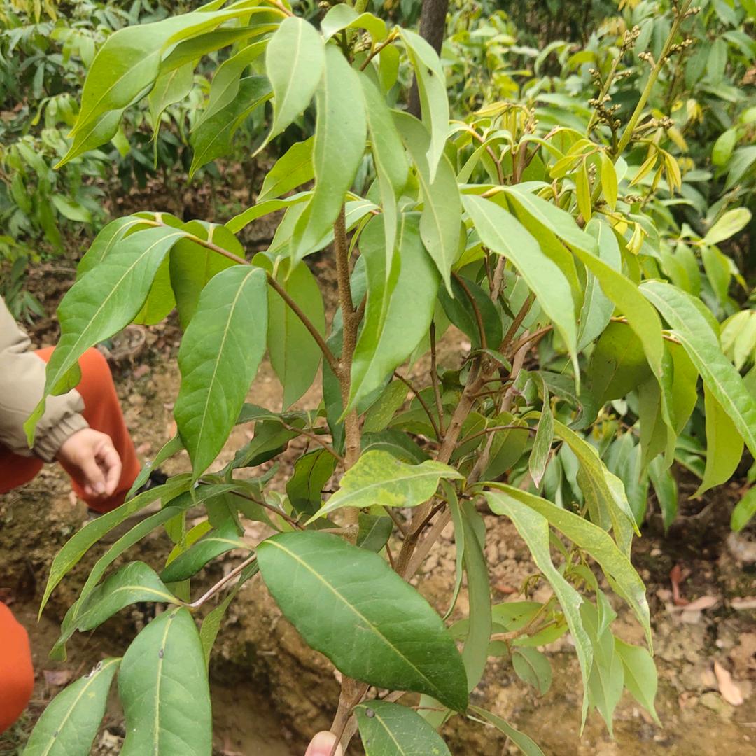 绿丰钦9百香果苗