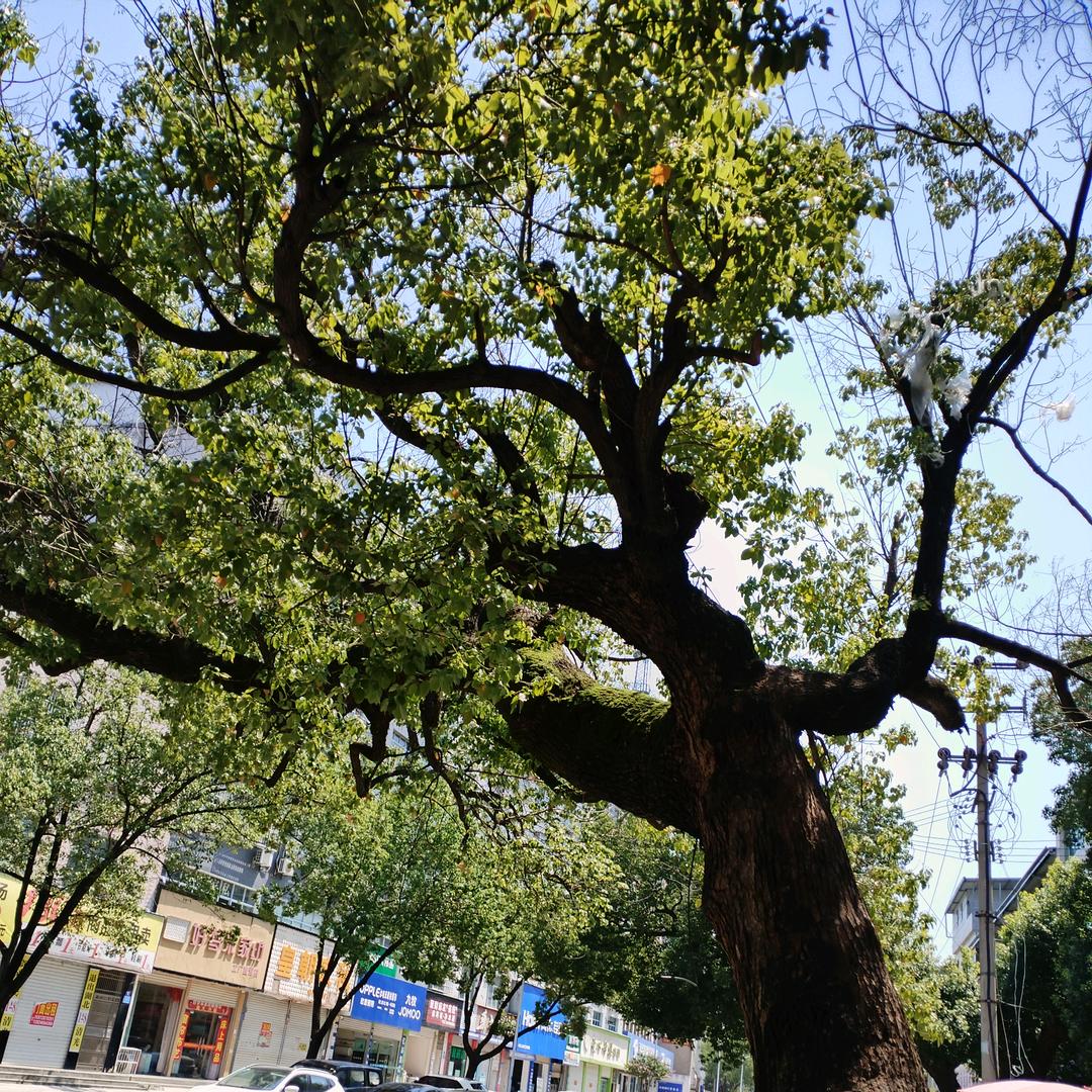 愚翁