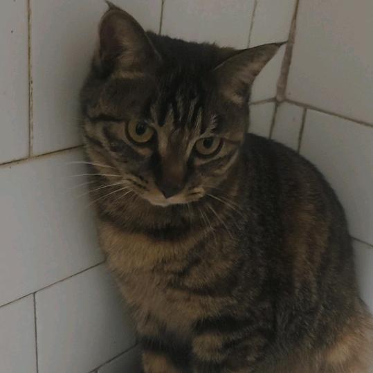 脸脸（150健身月卡，399挑战年卡）