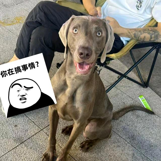 跑刀小陈求放过