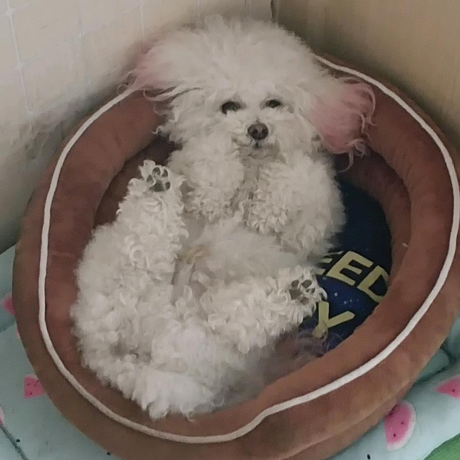 盐酸氟西汀的仆人