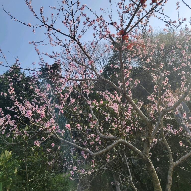 思念