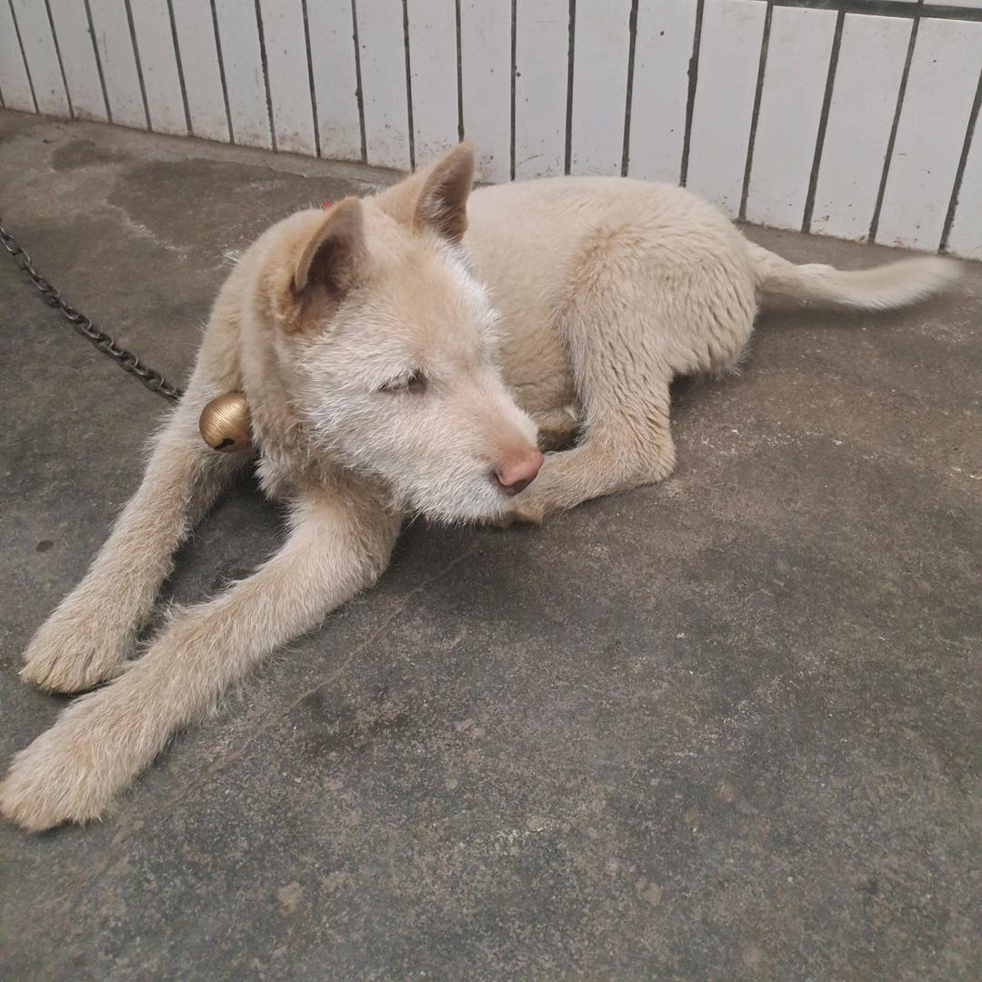 丛林穿越者