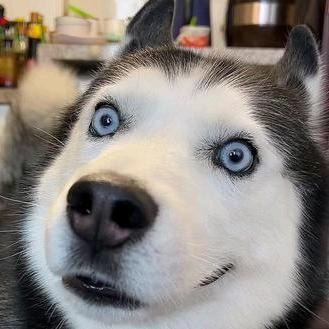 切洋葱的西瓜刀