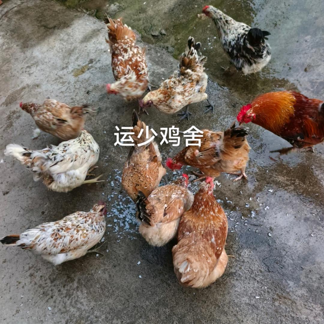 运少鸡舍
