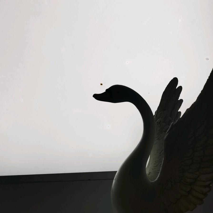 梭鱼