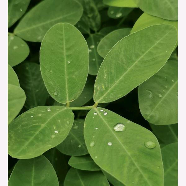 a. 小妖精岁月静好