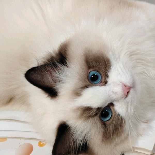 风信子