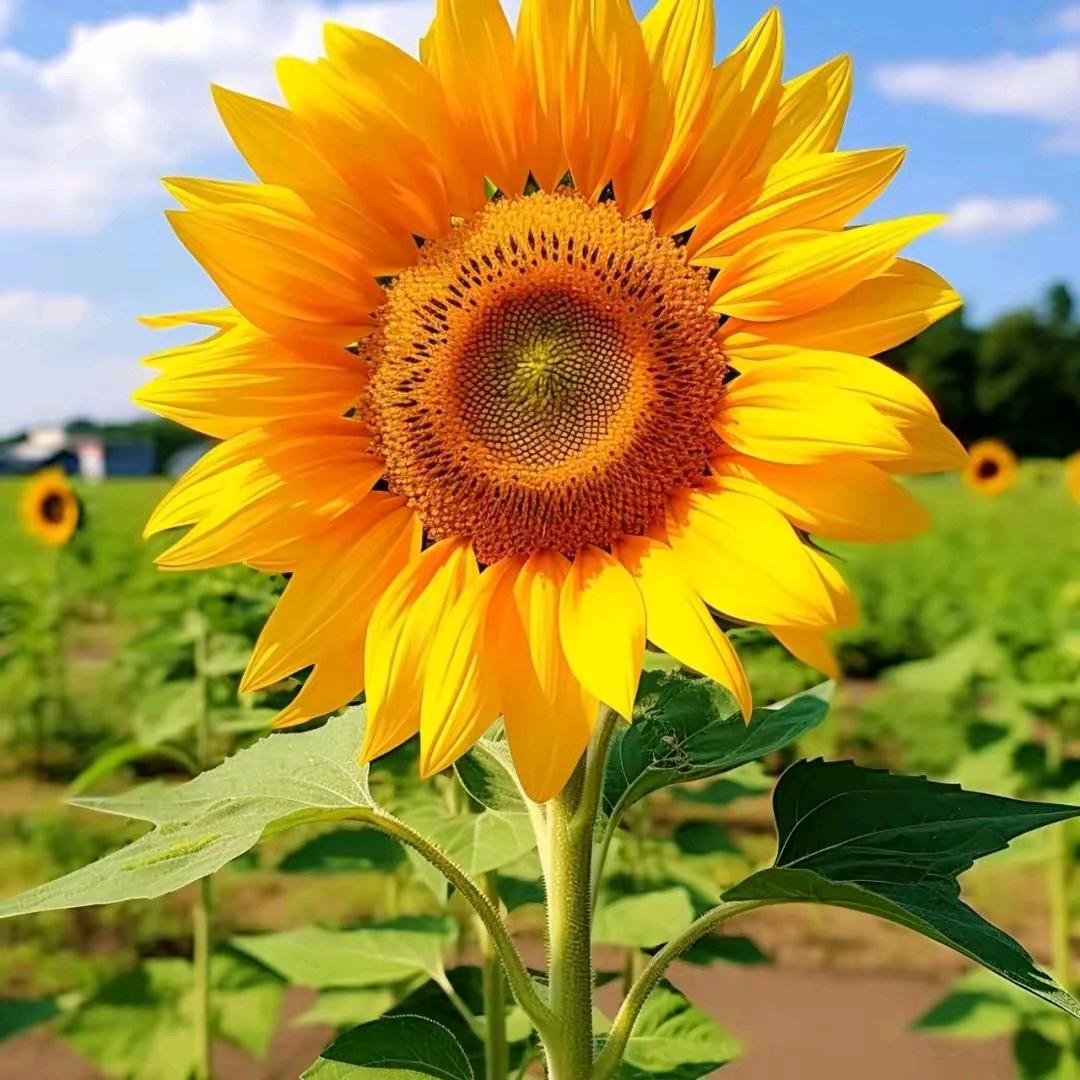 家有小太阳(涨粉中)