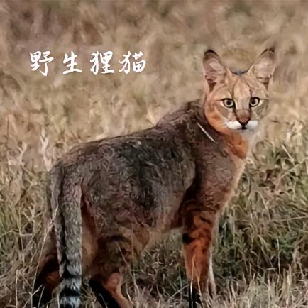 野猫