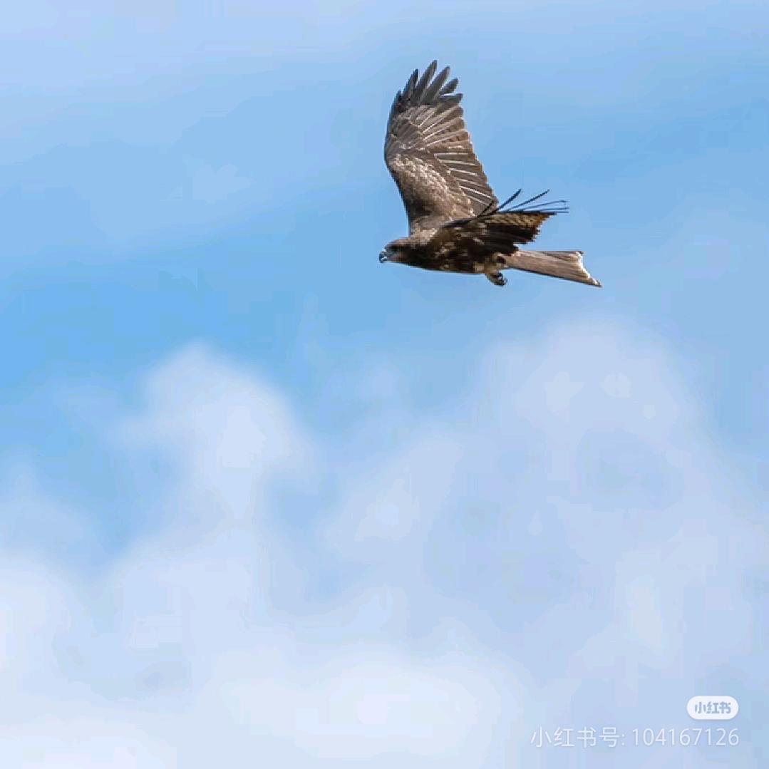 逆风飞翔