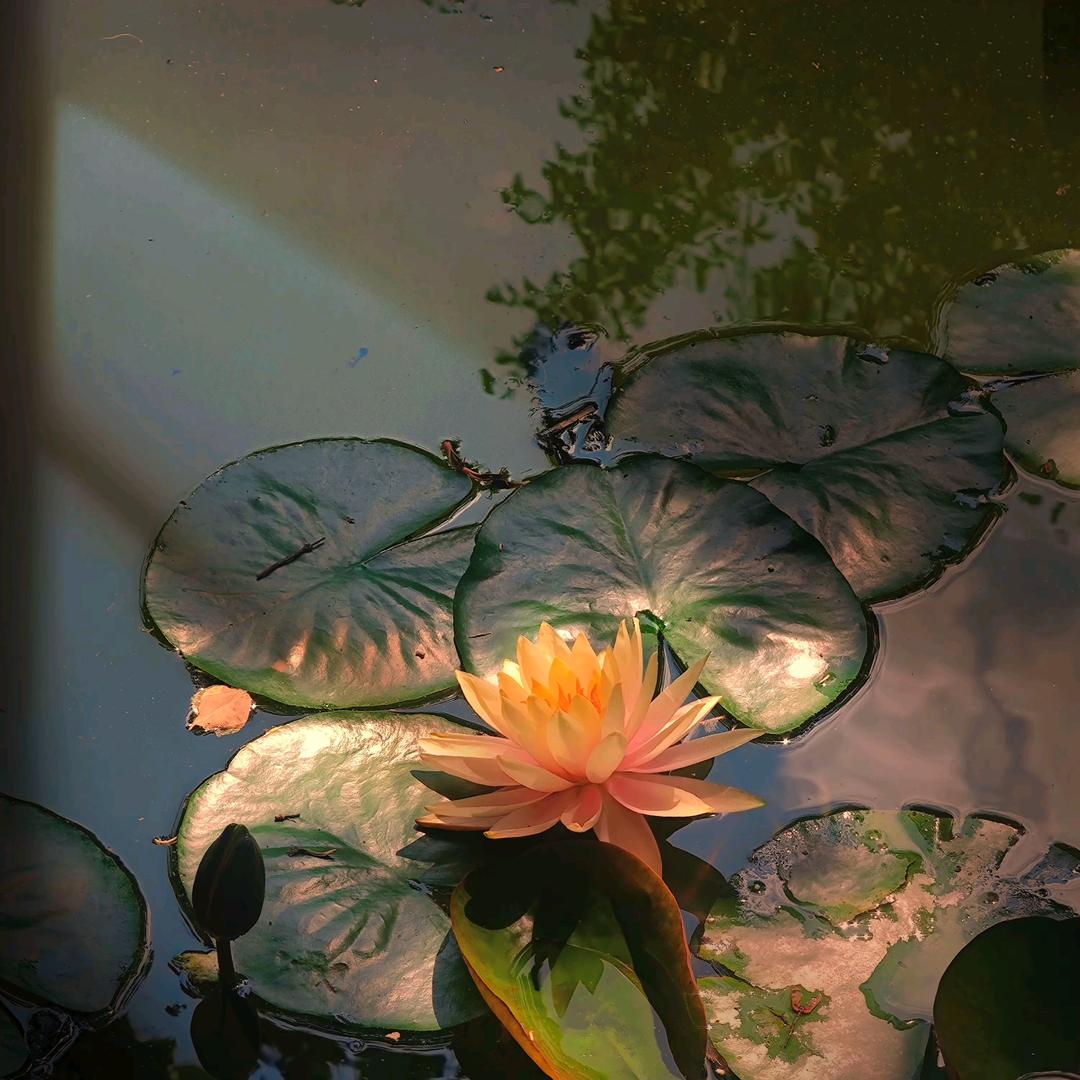 悦皓芩