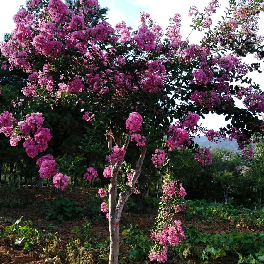 🌹平安一生🌹