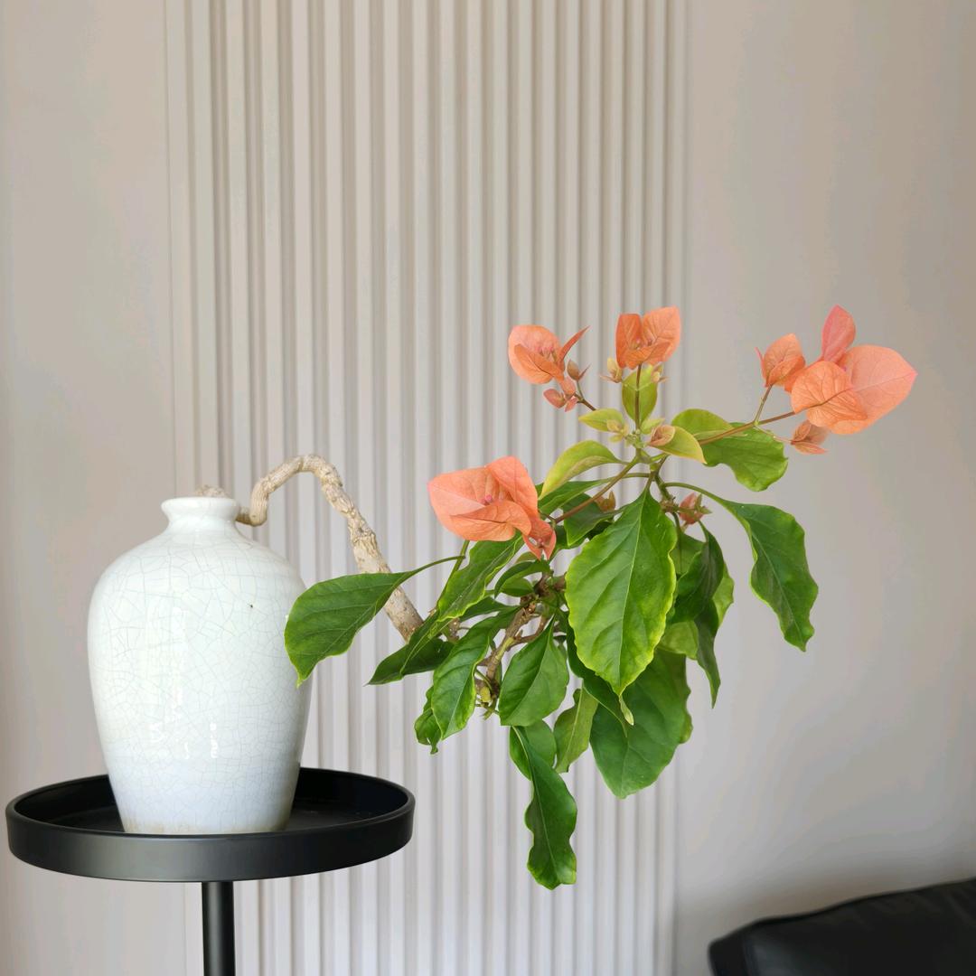 花痴男与三角梅