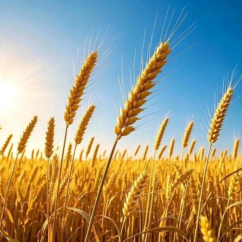 小麦