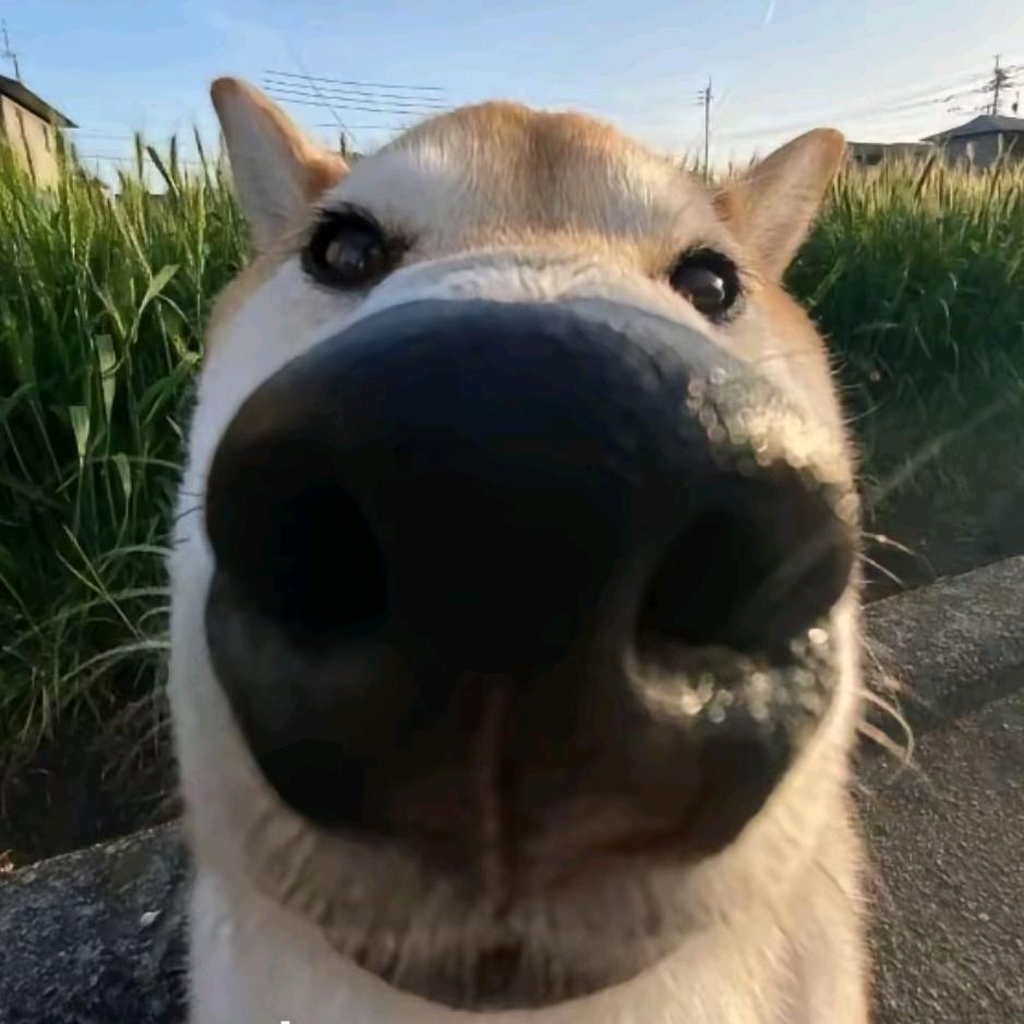 天理爱吃肉
