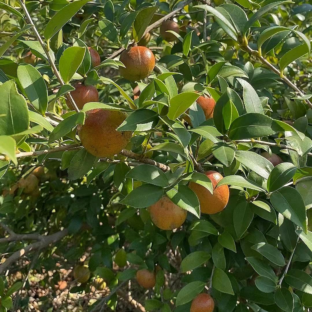 漳州市龙海区海澄镇瑶家山茶油。。。
