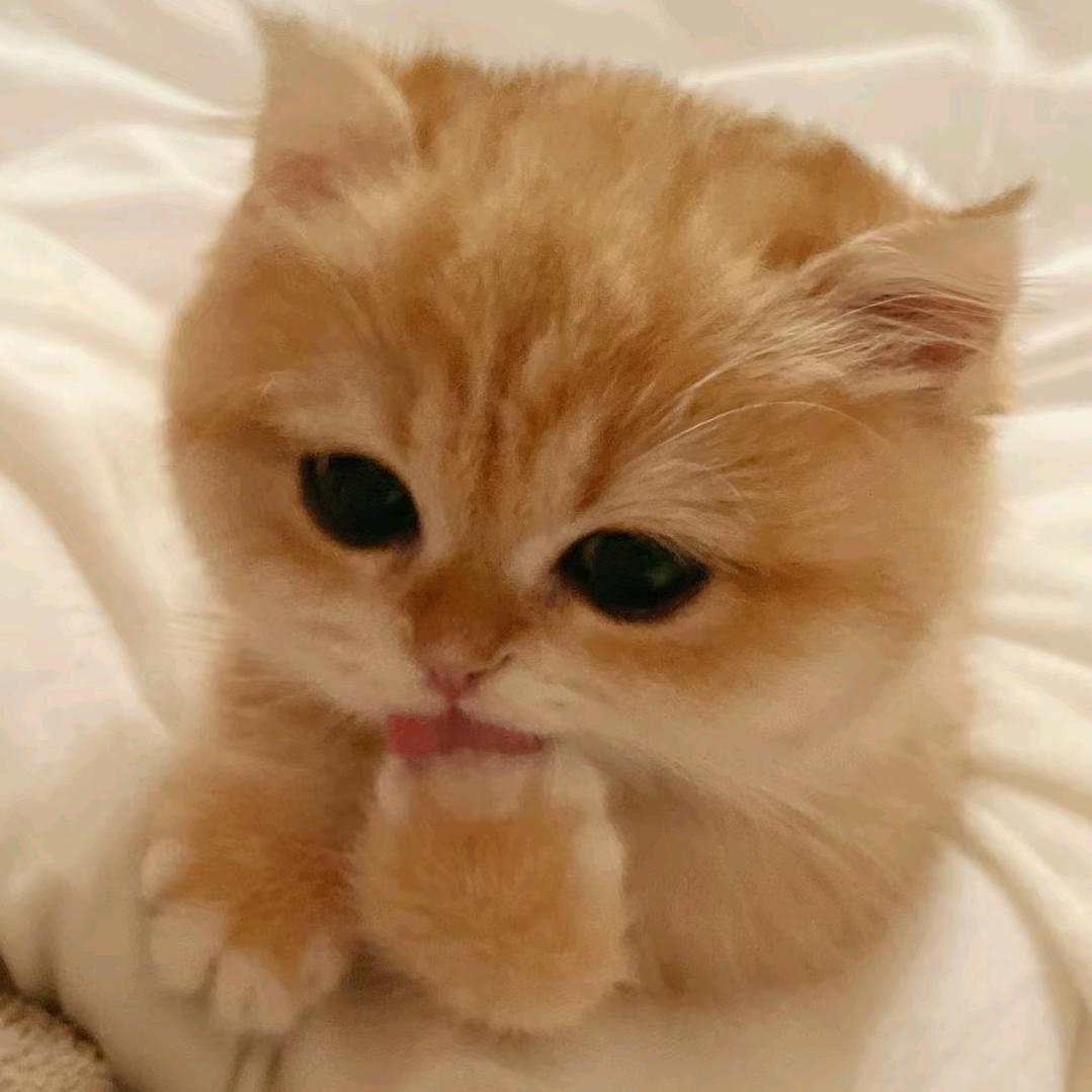 料理猫