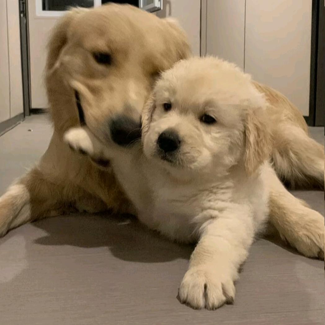 小風要嫁給蛋糕