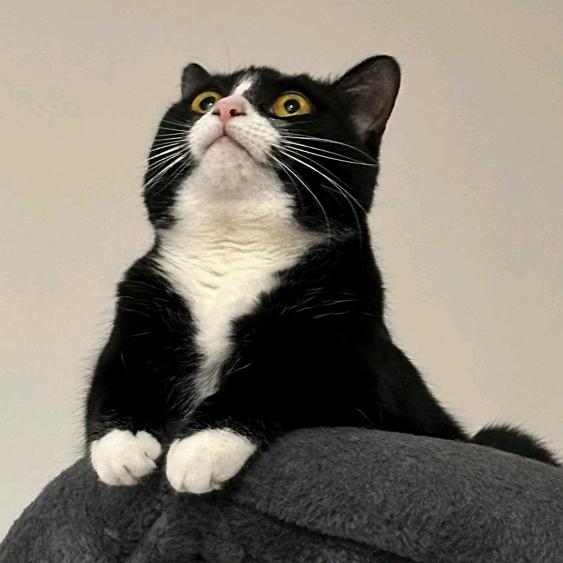 十六是只乖巧懂事可爱的爵士好猫