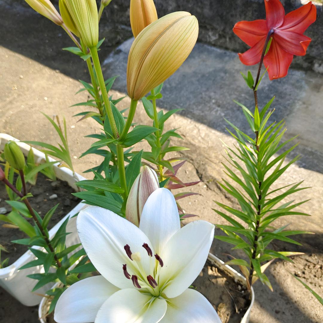 蓝蓝焰