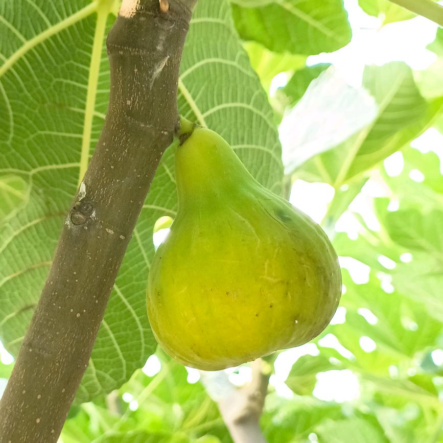 农家院里的无花果