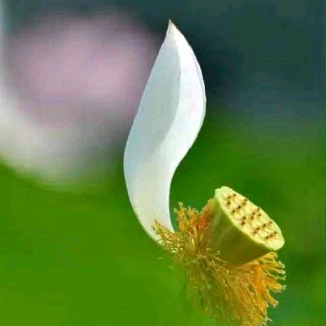 花茶哥养生