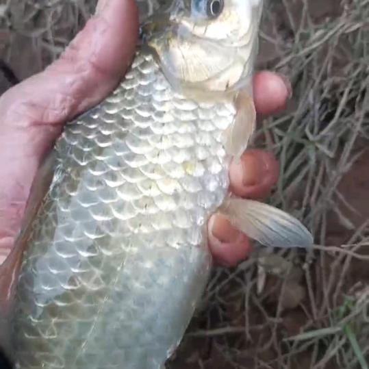 桂花村辜二哥