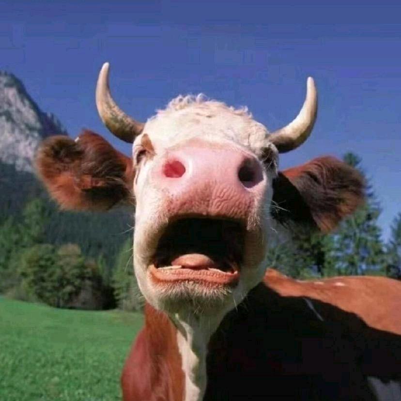 🐮