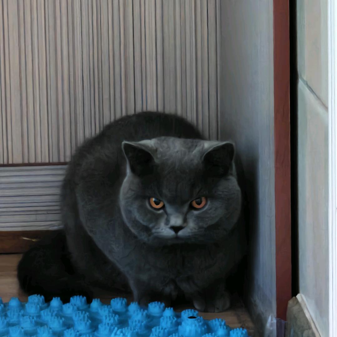 灰猫猫