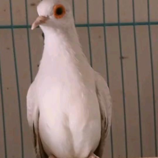 世界上最小的鸽子，好喂养，好繁殖