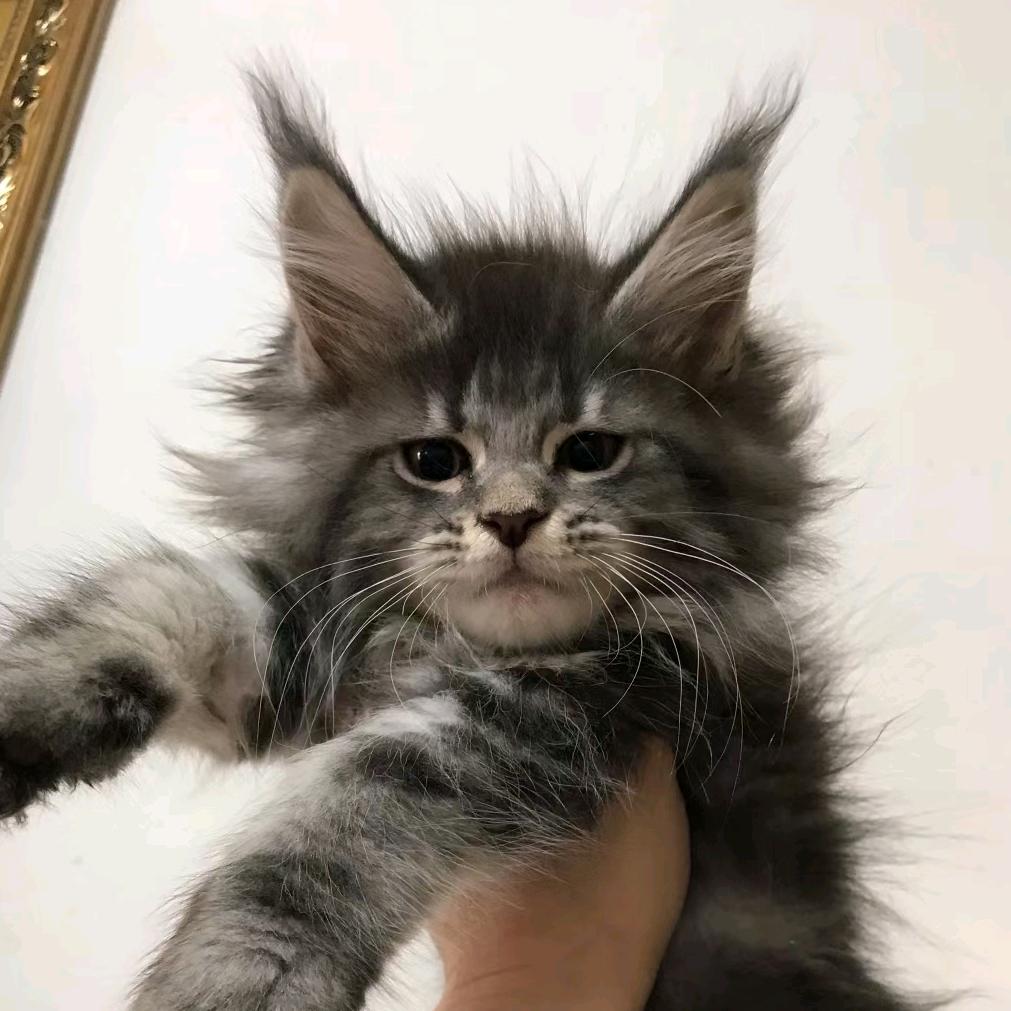 @『葫芦养猫』