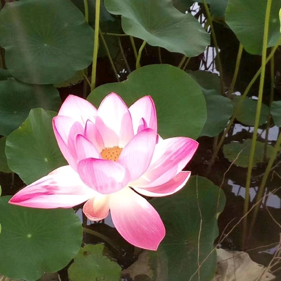 一清