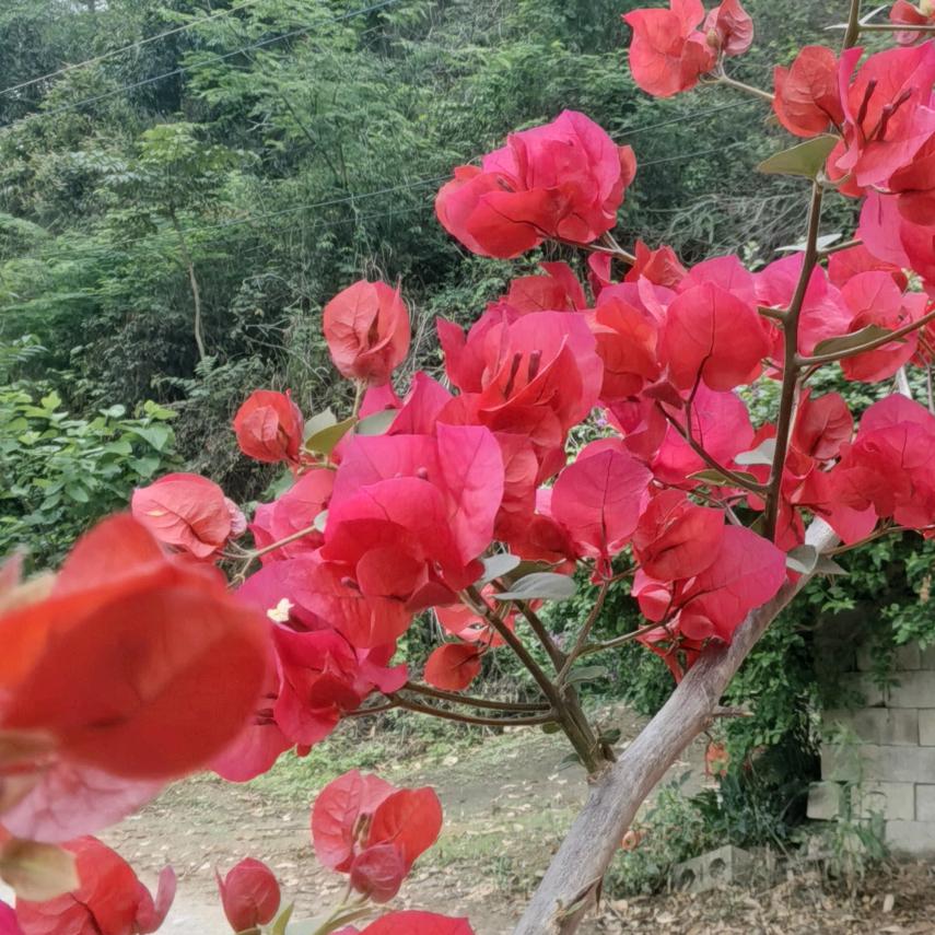 丽