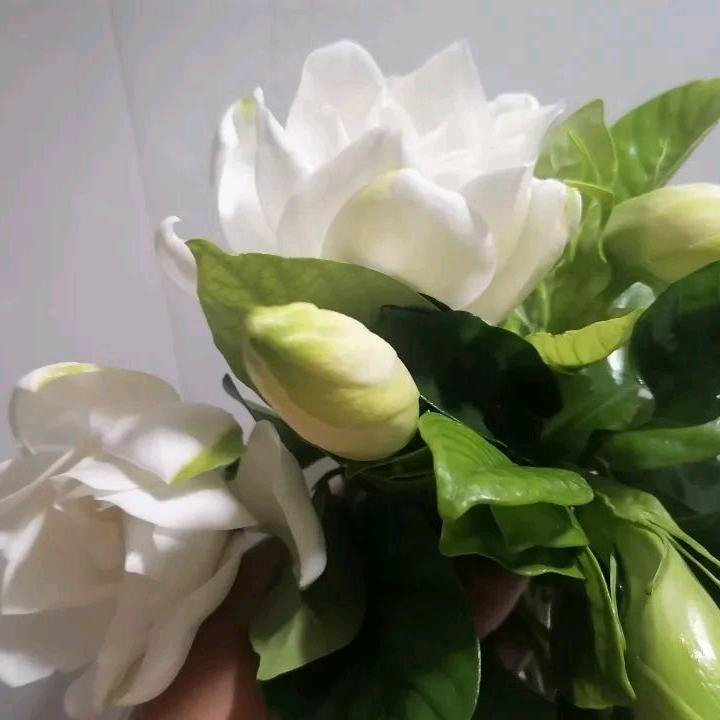 栀子花香