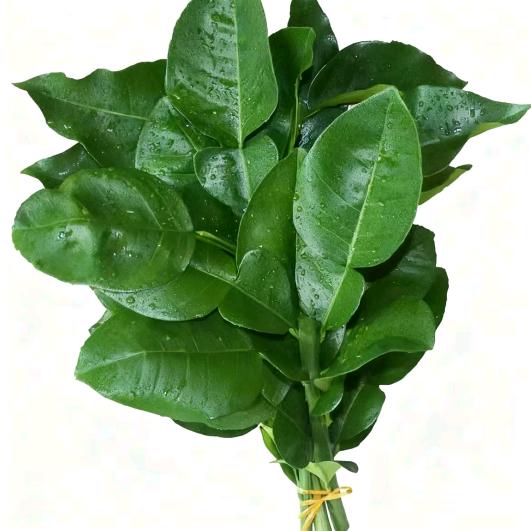 我要多金多颜多健康