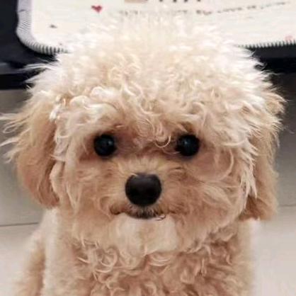 鱼饼
