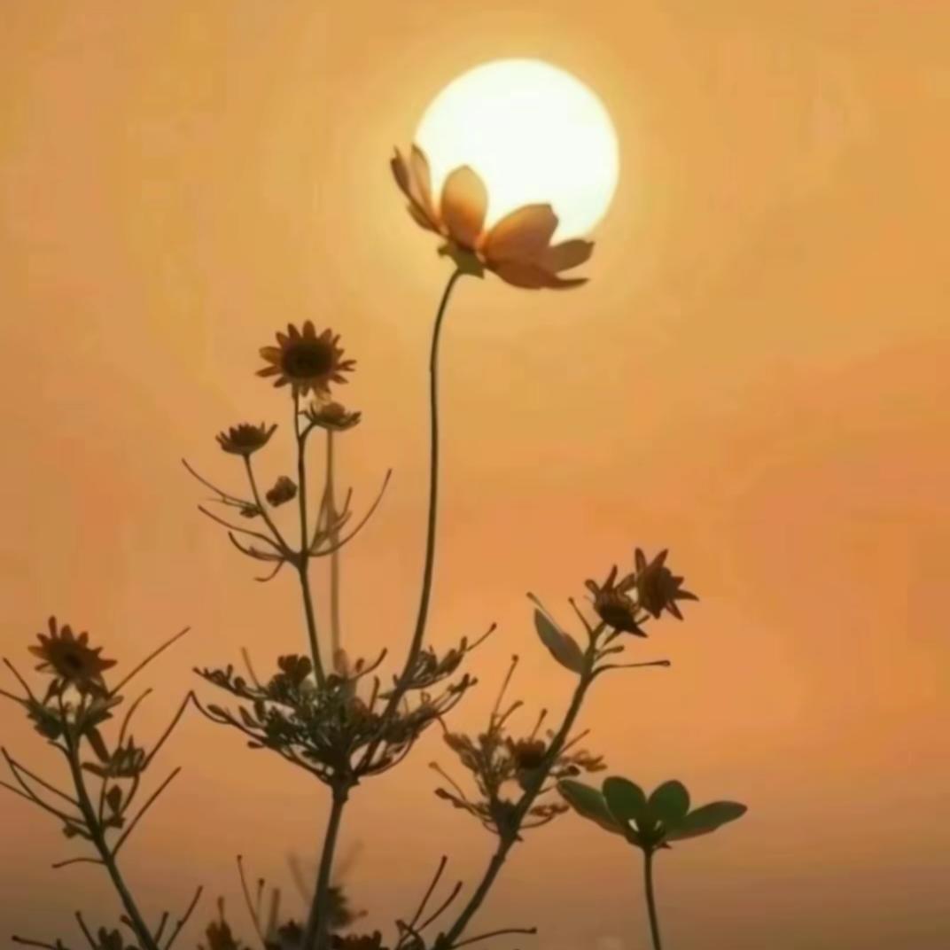 💫一旺👁无边