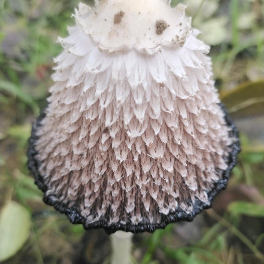 💓前夫💞⇆💞情未了