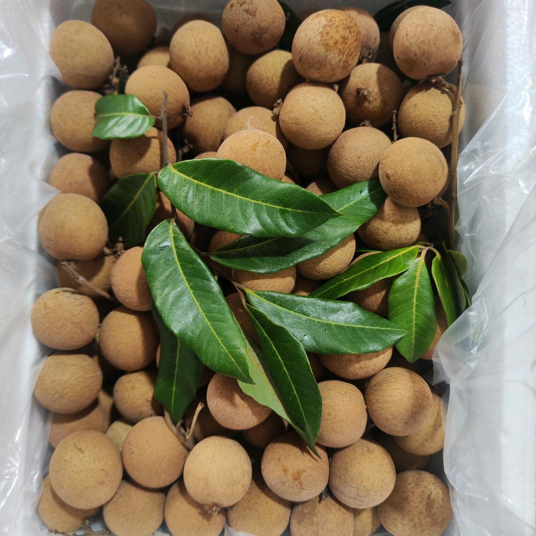泸州桂圆