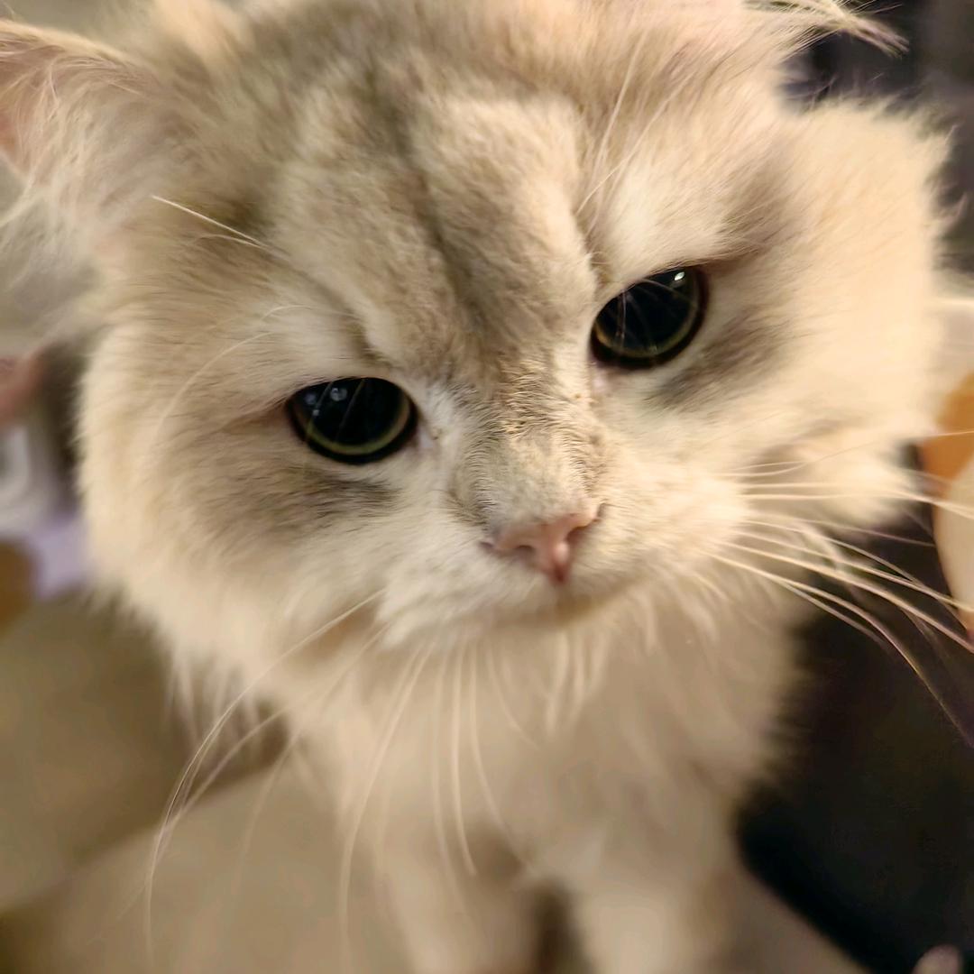 喝可乐的猫🐱