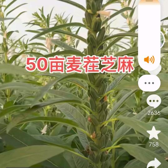 李强