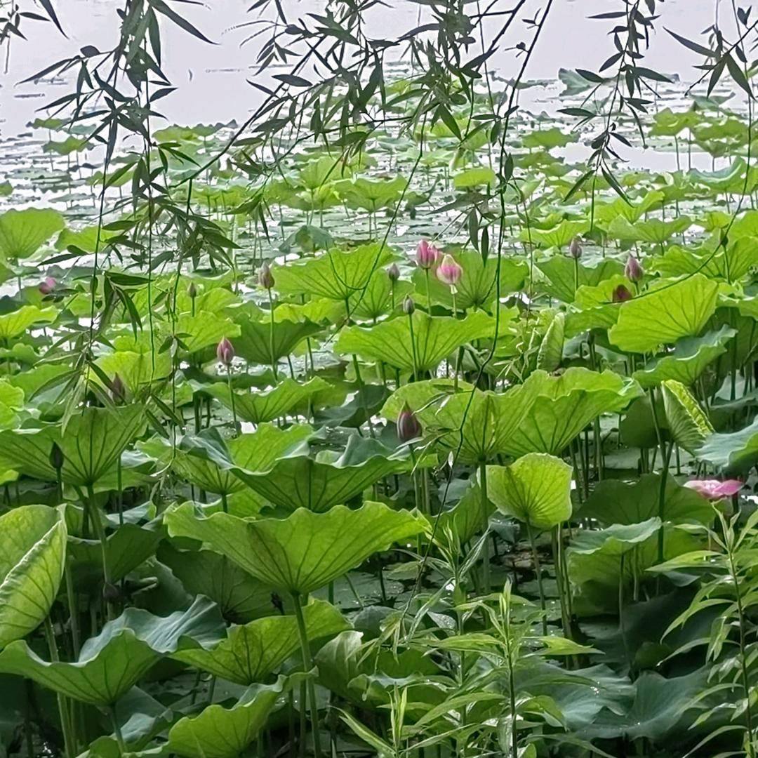 阿东