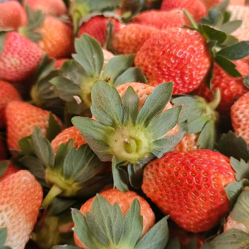 长年种植草莓🍓